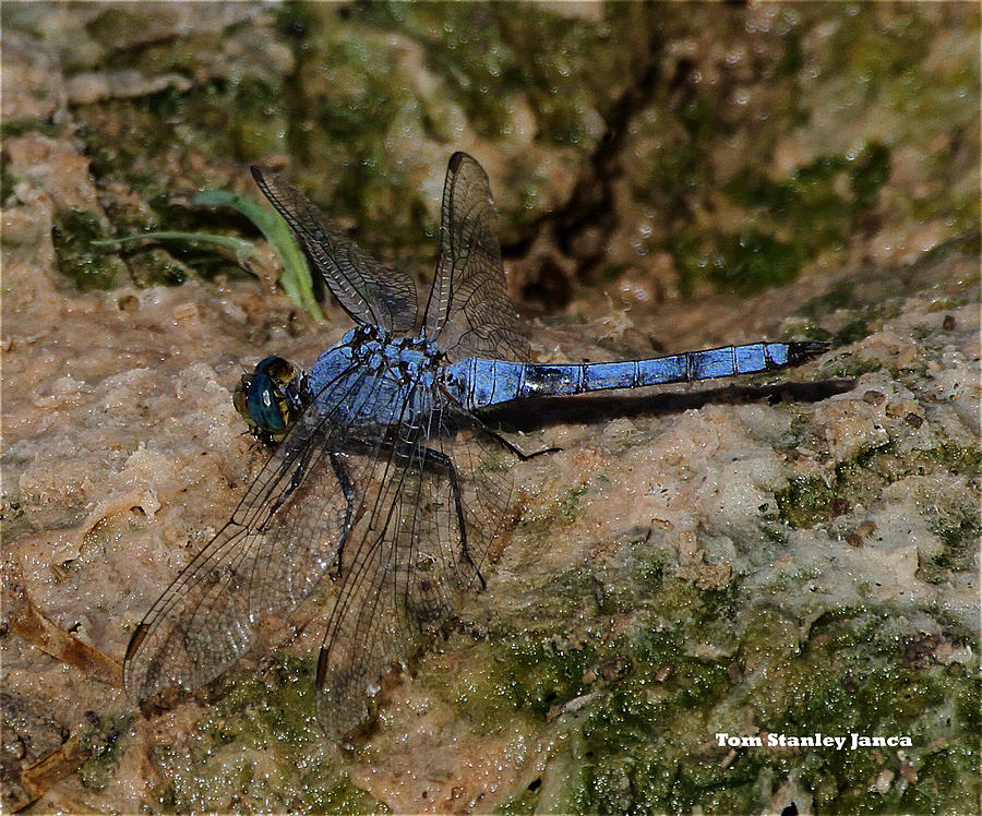 Blue Dragonfly Photograph by Tom Janca