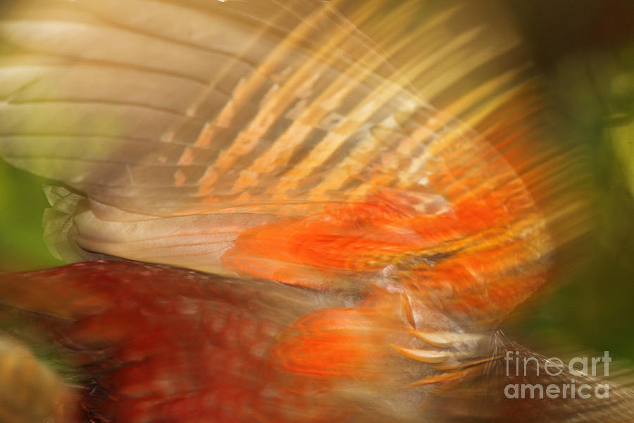 Blur Of Parrot Wing In Flight Photograph by Max Allen
