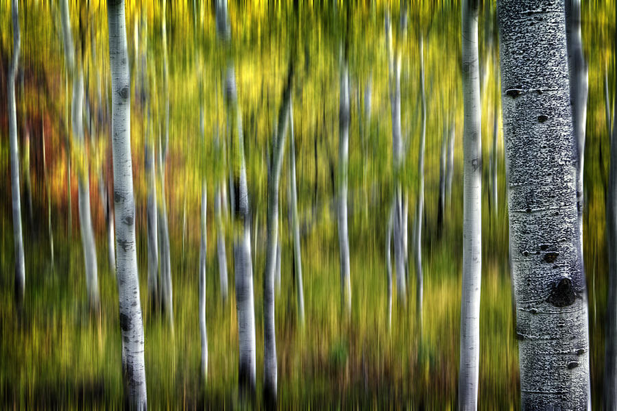 Blurred Aspens Photograph by Michael Ash