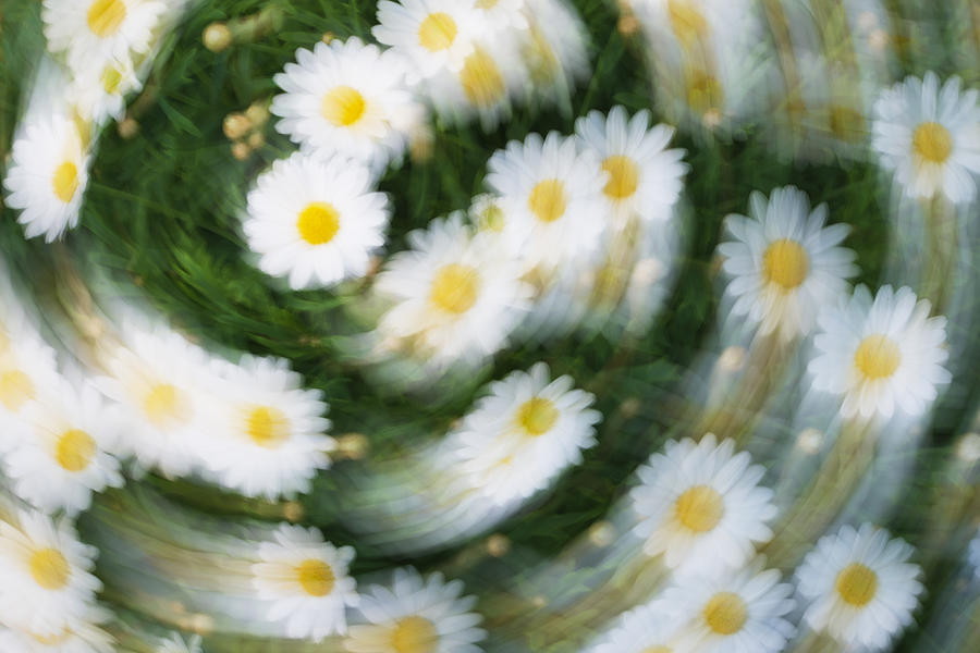 Blurred Daisies Photograph by Chevy Fleet