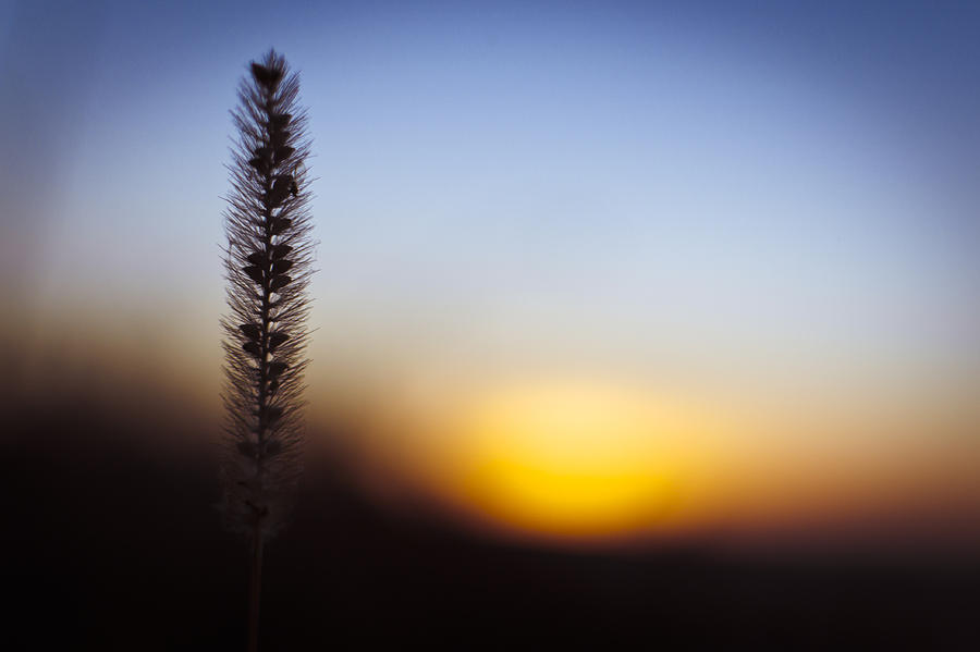 Blurred Sunset With A Weed Closeup Photograph by Vlad Baciu