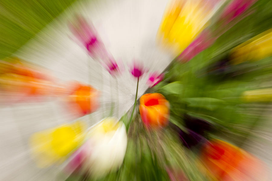 Spring Photograph - Blurred Tulips by Ashlee Meyer