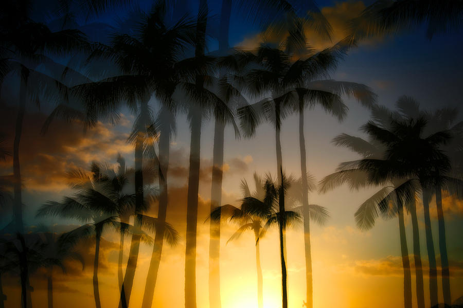 Sunset Photograph - Blurred Vision by Brad Davis