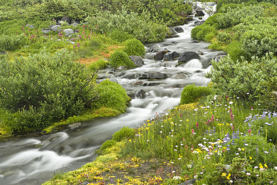 Blurred water in stream and wildflowers Photograph by Deb Casso