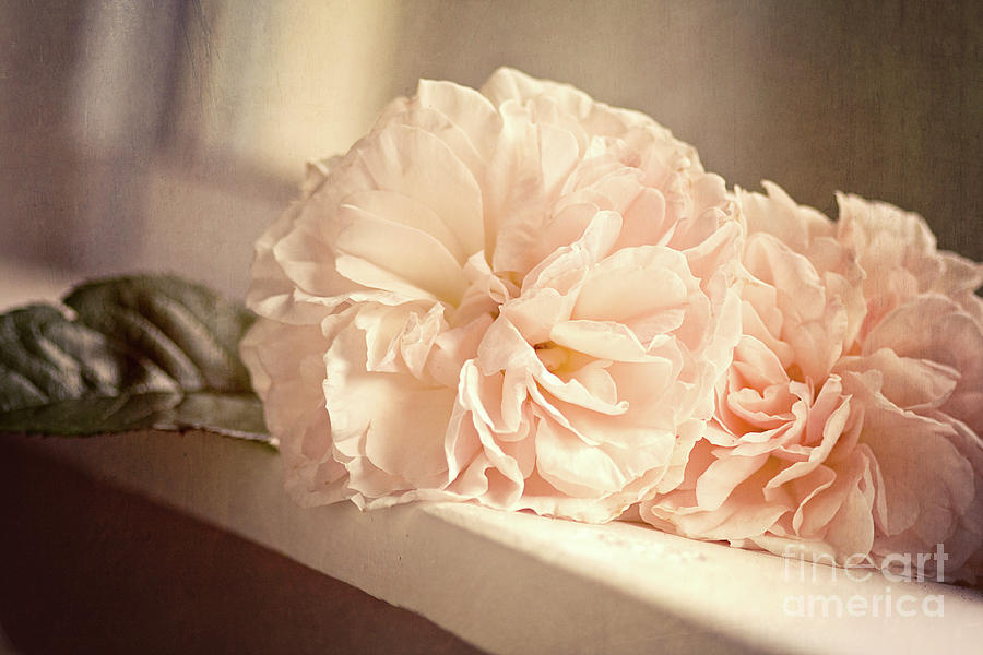 Blush beauties Photograph by Sylvia Cook