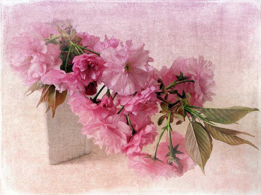  Cherry Blossom Still Life Photograph by Jessica Jenney