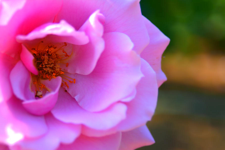 Rose Photograph - Blush by Erin Lorandos