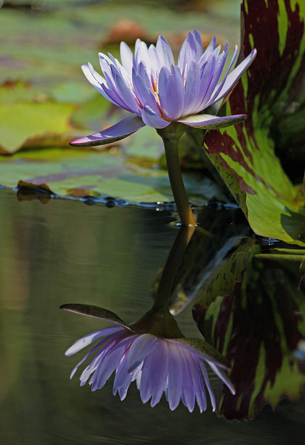 Blush of Purple Water Lily Photograph by Suzanne Gaff