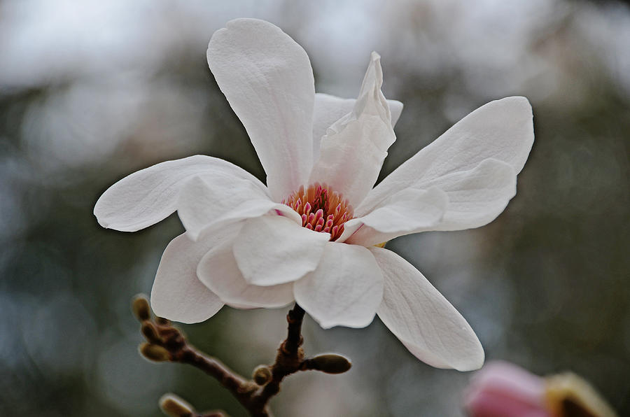 Blush of Spring Photograph by Linda Brown