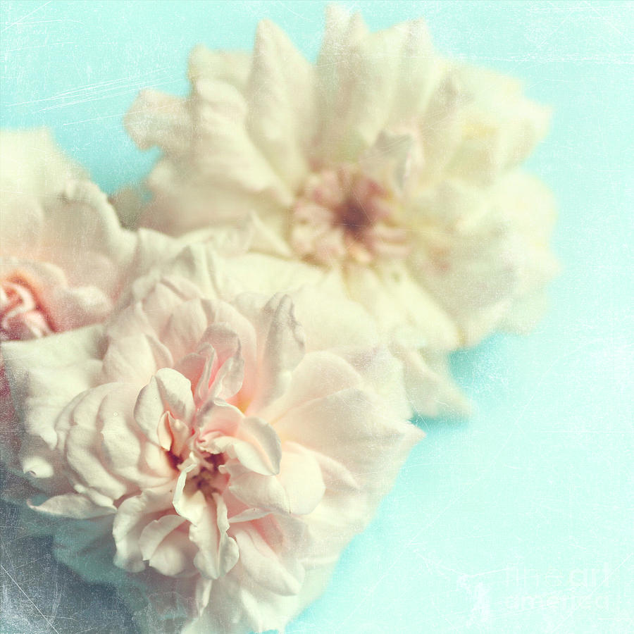 Blush - Pale Pink Mini Roses Photograph by Sylvia Cook