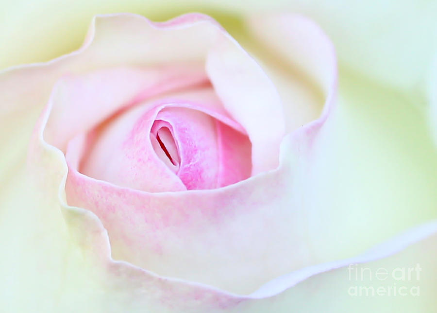 Cool Photograph - Blushed Rose by Sabrina L Ryan