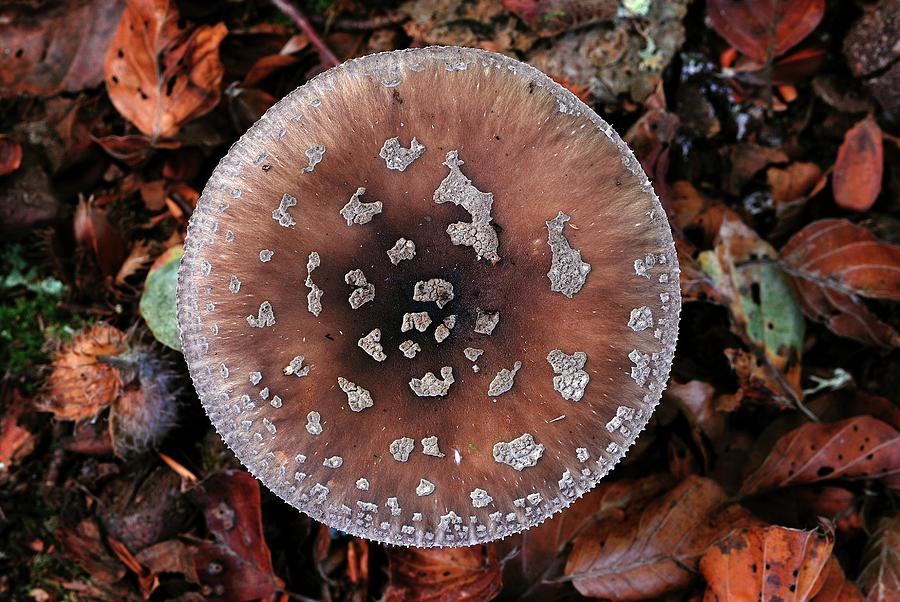 Nature Photograph - Blusher (amanita Rubescens) Toadstool by Colin Varndell