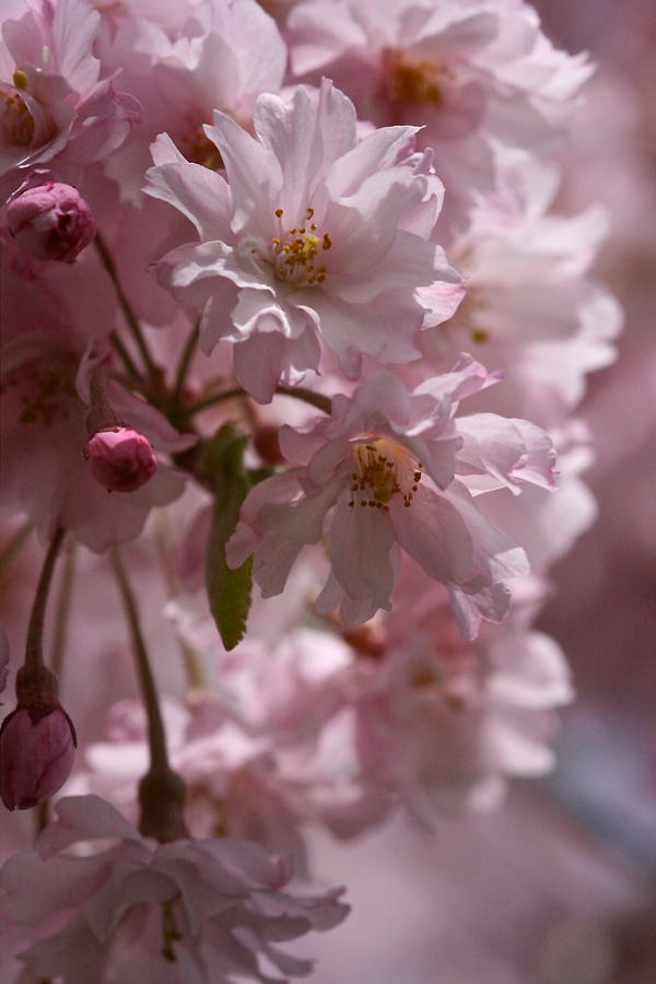 Blushing Blossoms 3 Photograph by Melany Raubolt - Fine Art America