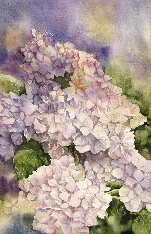 Blushing Bride Hydrangea Painting by Alfred Ng