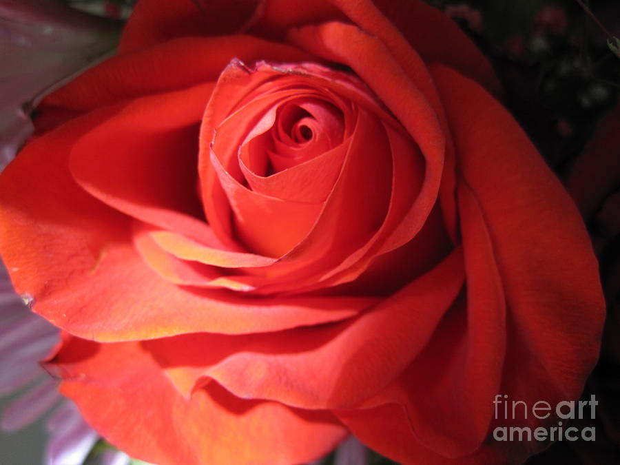 Blushing Coral Rose Photograph by Tara  Shalton