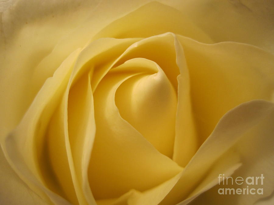 Blushing Cream Rose  Photograph by Tara  Shalton