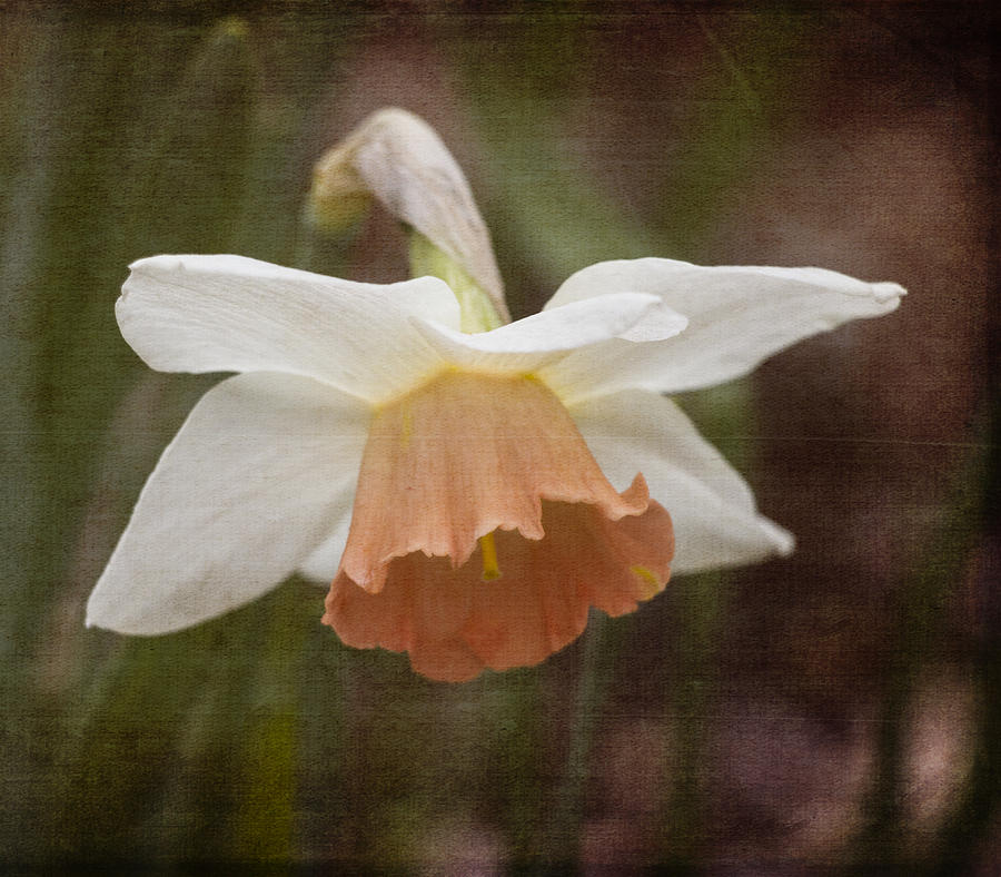 Blushing Daffodil Photograph by Kathleen Scanlan