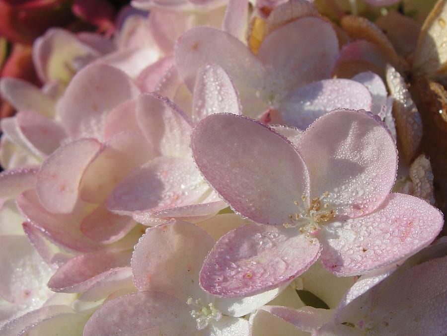 Flowers Still Life Photograph - Blushing Hydrangea by Dawn Hagar