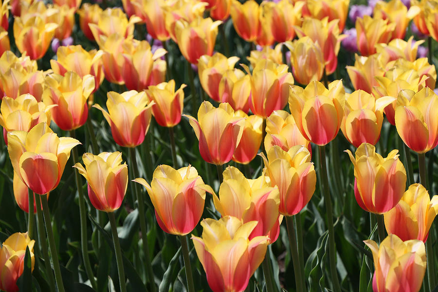 Blushing Lady Tulips Photograph by Allen Beatty