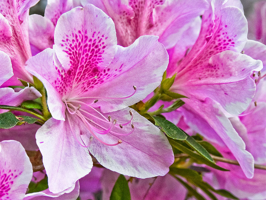 Blushing Lily Photograph By Bill Boehm - Fine Art America