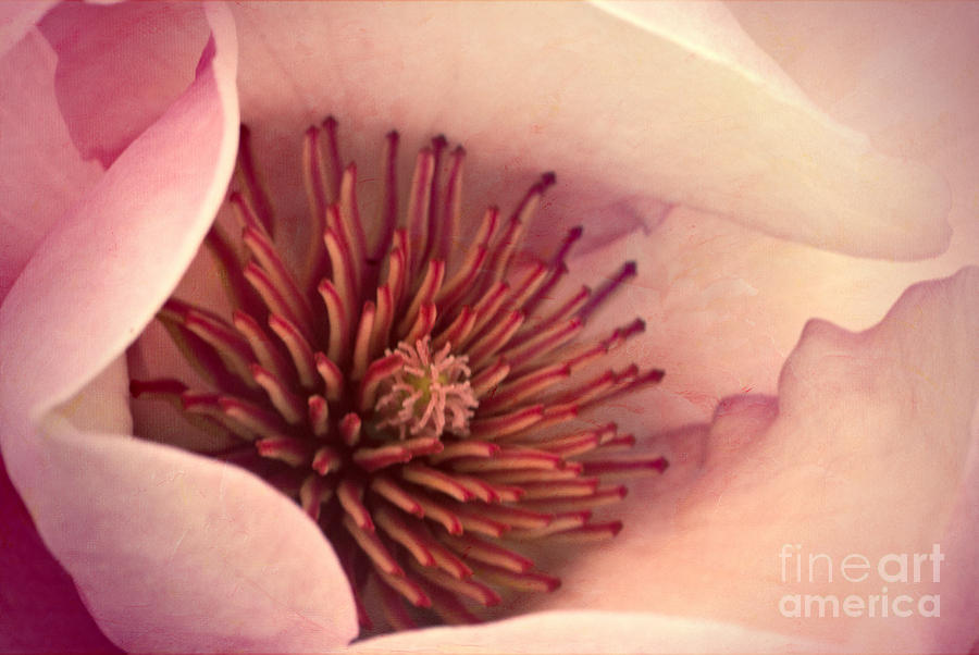 Blushing Magnolia Photograph by Karen Lewis