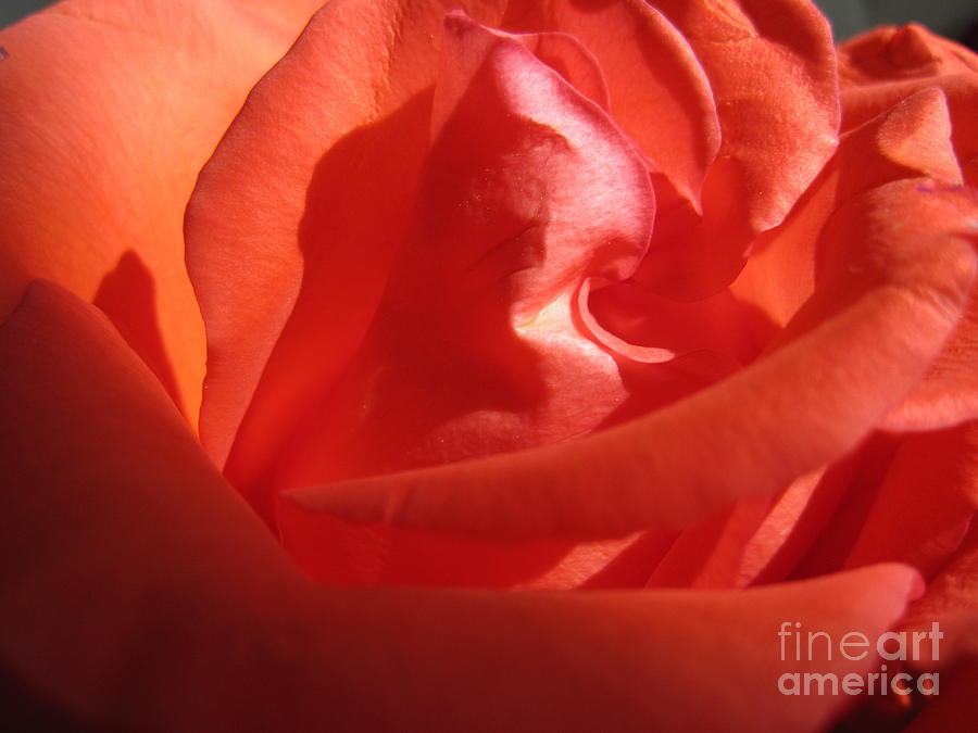 Blushing Orange Rose 3 Photograph by Tara  Shalton