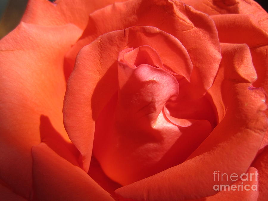 Blushing Orange Rose 4 Photograph by Tara  Shalton