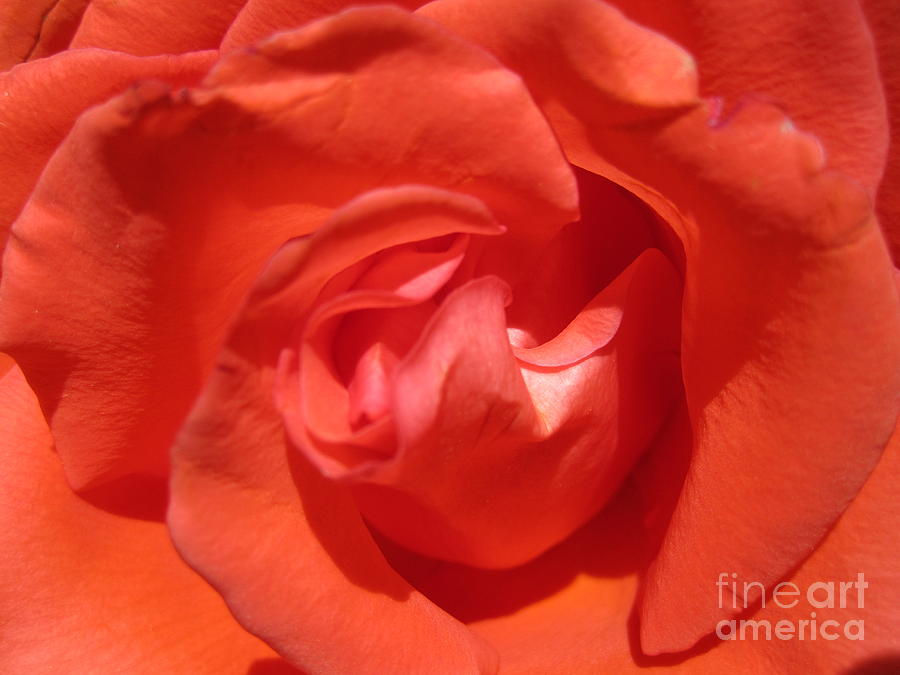 Blushing Orange Rose 5 Photograph by Tara  Shalton