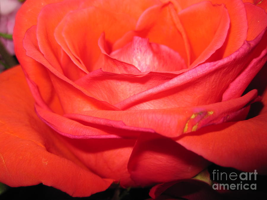 Flower Photograph - Blushing Orange Rose 7 by Tara  Shalton
