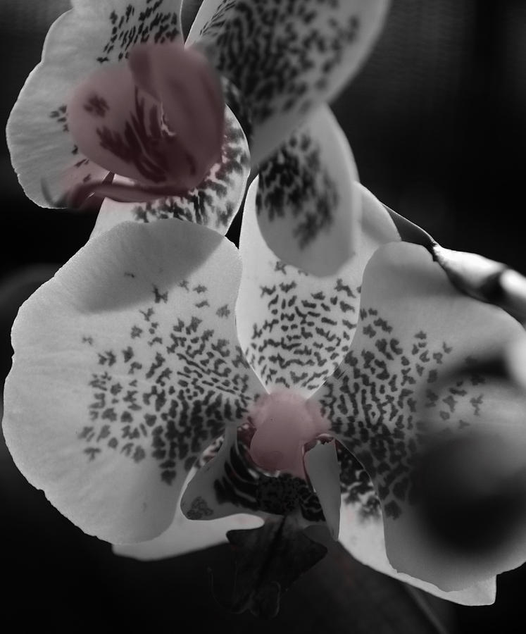 Orchid Photograph - Blushing Orchid by Tara Miller