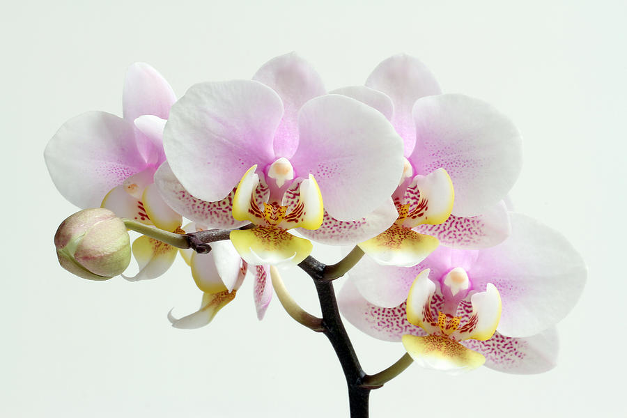 Blushing Orchids Photograph by Juergen Roth