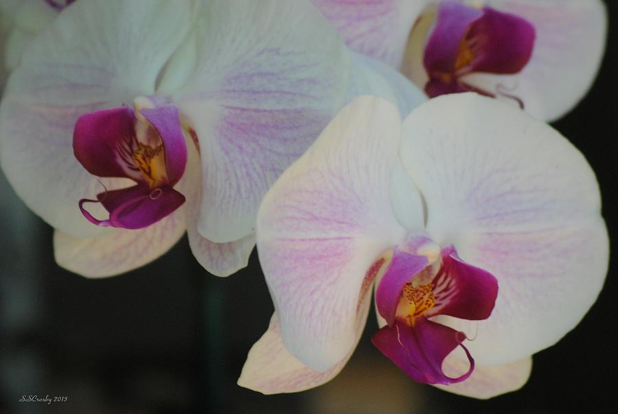 Blushing Orchids Photograph by Susan Stevens Crosby