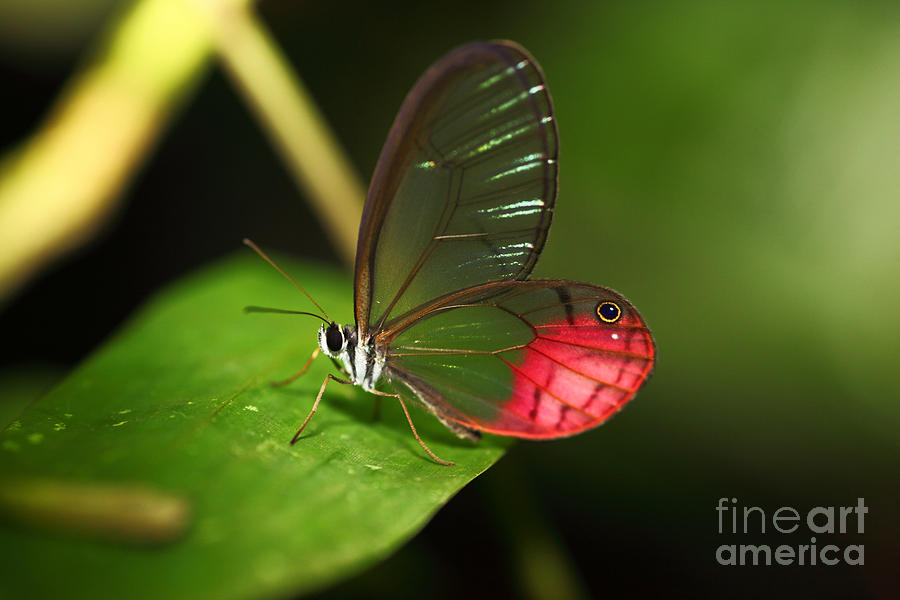 Blushing Phantom butterfly Photograph by James Brunker