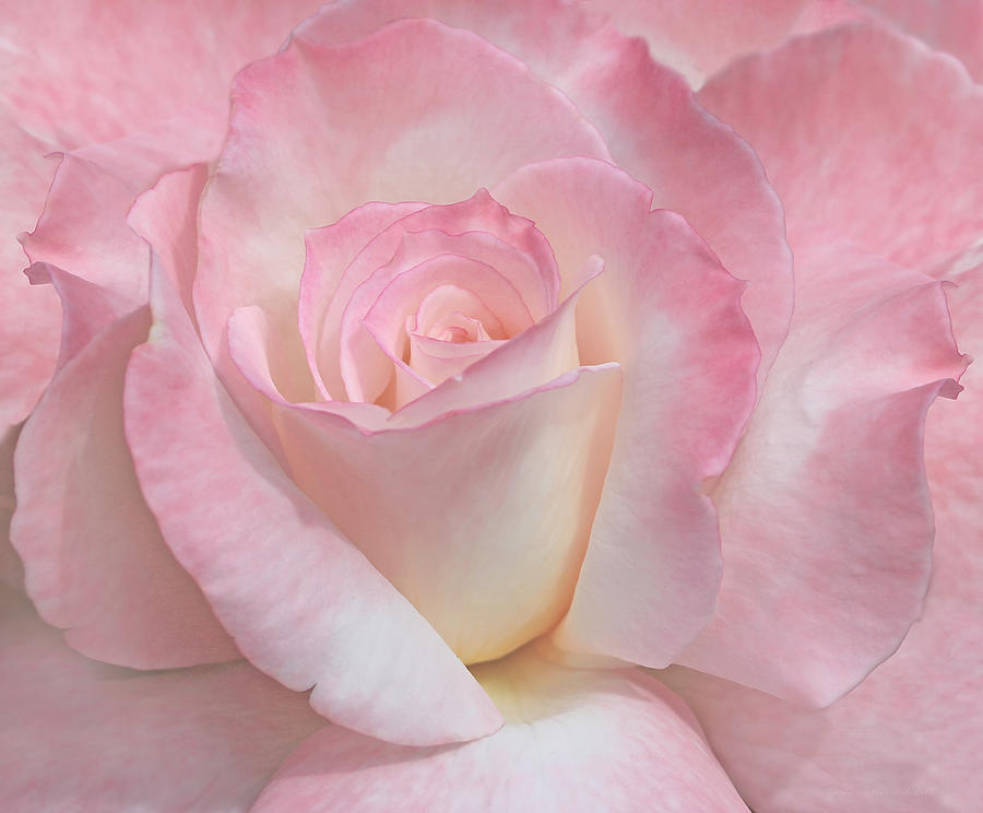 Blushing Pink Ivory Rose Flower Photograph by Jennie Marie Schell
