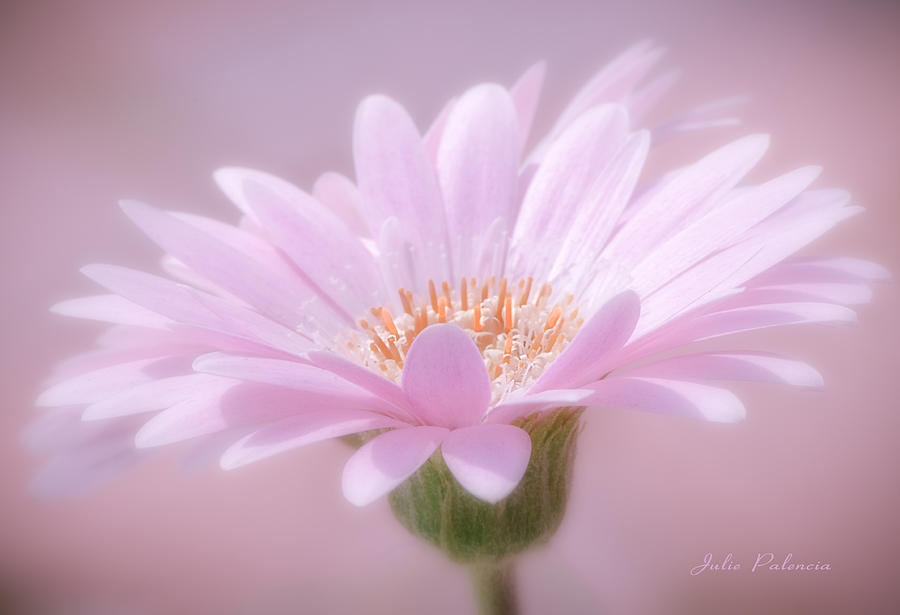 Blushing Pink Photograph by Julie Palencia