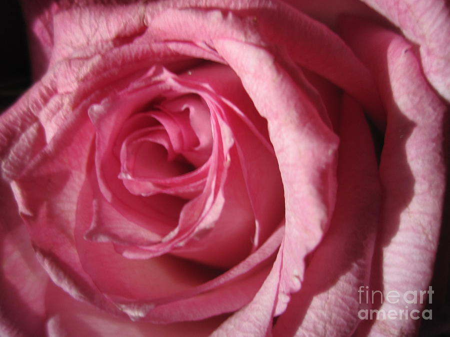 Blushing Pink Rose 2 Photograph by Tara  Shalton