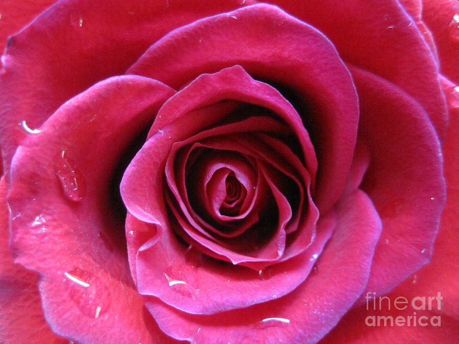Blushing Pink Rose 3 Photograph by Tara  Shalton