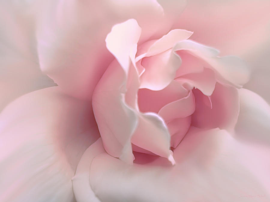 Pink Rose Flower Blushing Photograph by Jennie Marie Schell