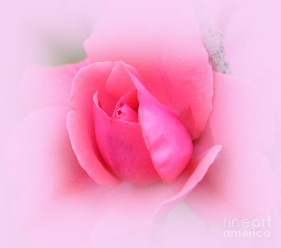 Blushing Pink Rose Photograph by Judy Palkimas
