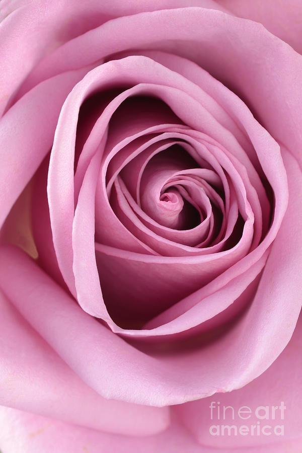 Blushing Pink Rose Photograph by Sarah Schroder