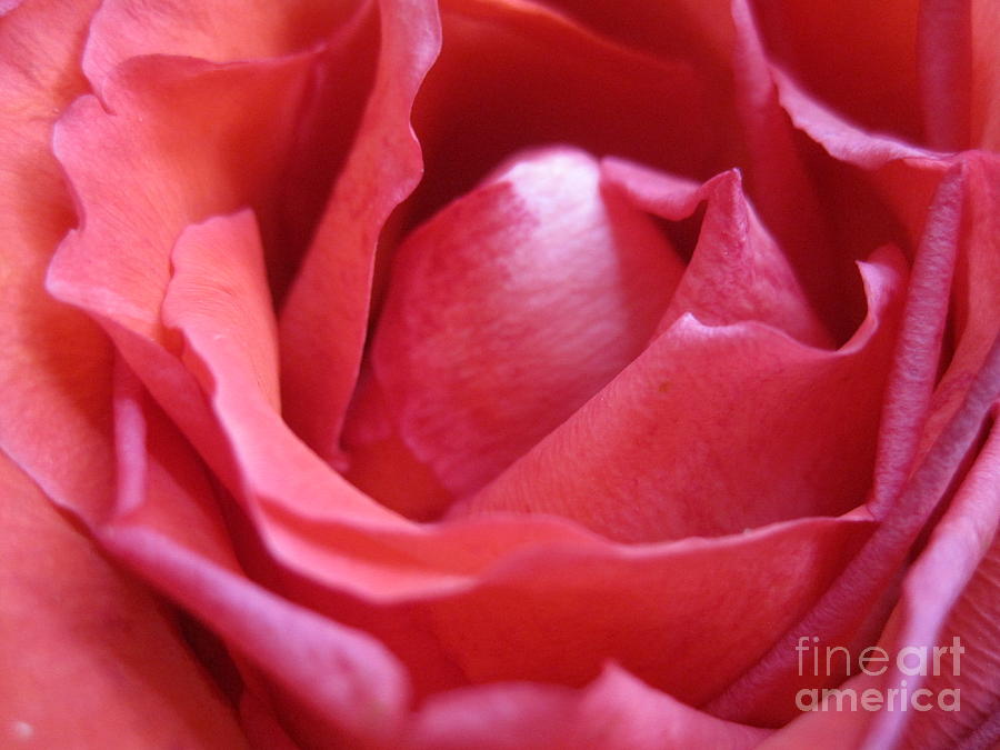 Flower Photograph - Blushing Pink Rose by Tara  Shalton