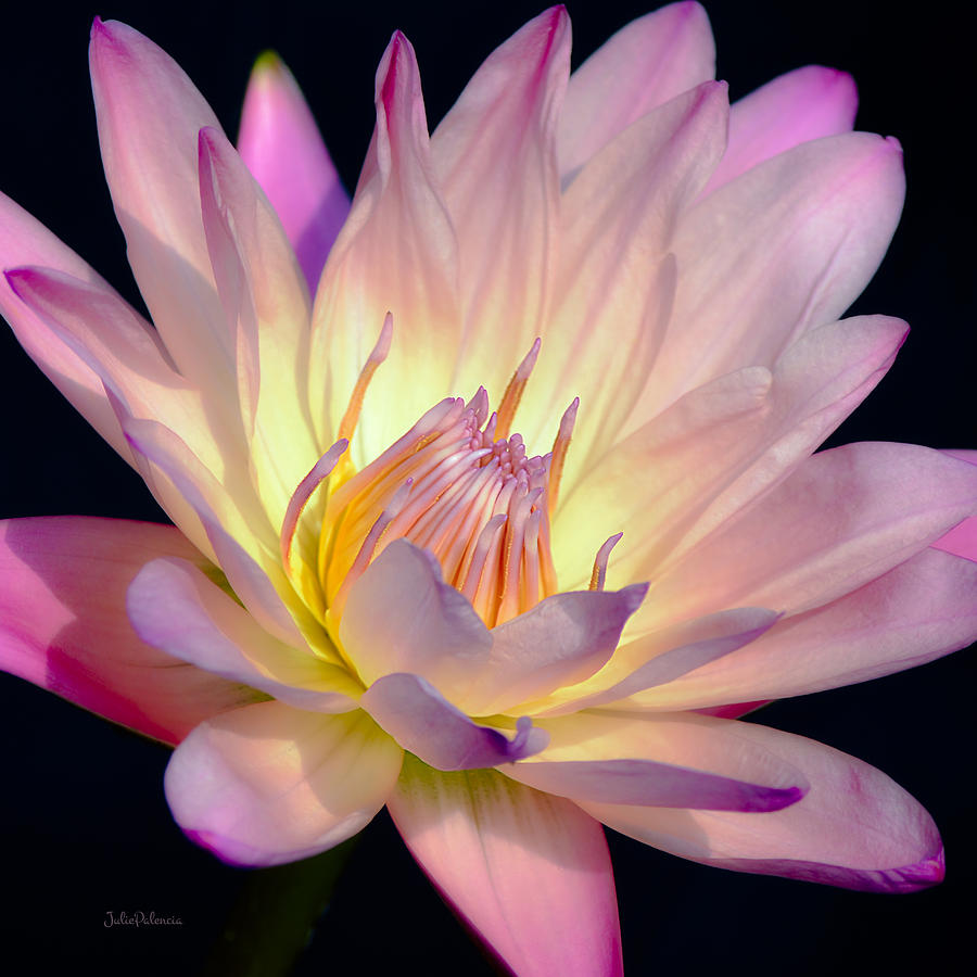 Blushing Pink Water Lily Photograph by Julie Palencia