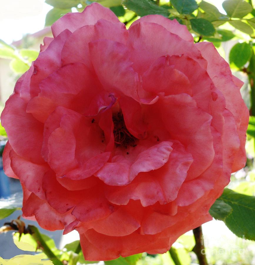 Blushing Queen Photograph by Jacquelyn Roberts Fine Art America