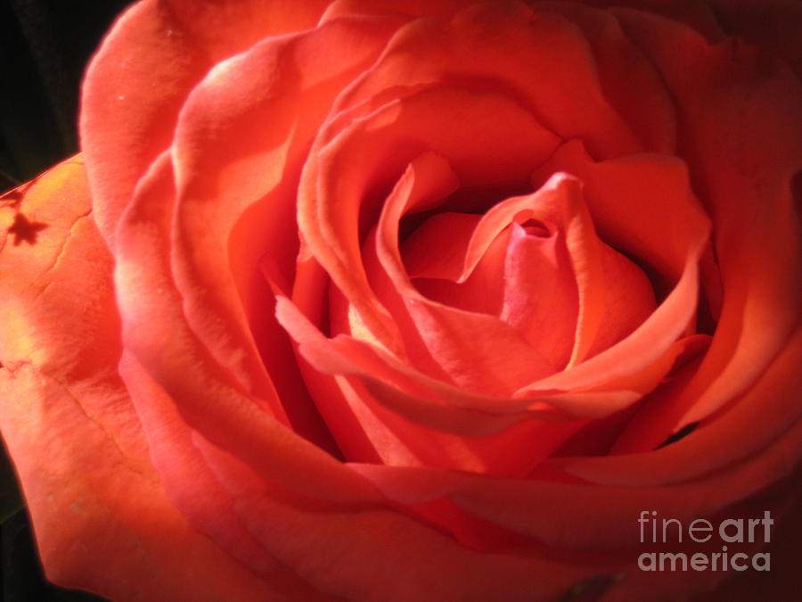 Blushing Orange Rose 1 #2 Photograph by Tara  Shalton