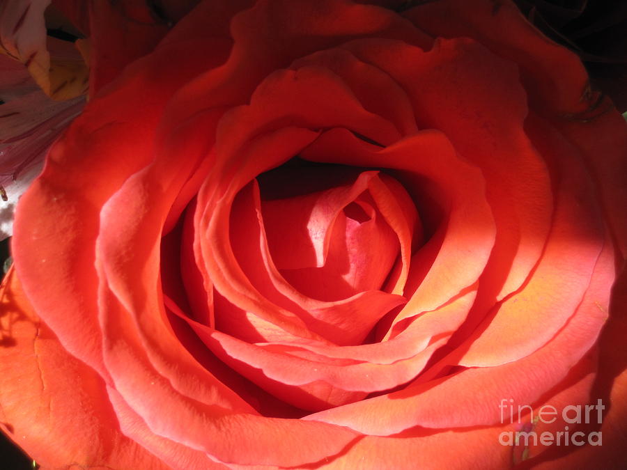 Blushing Orange Rose 2 #1 Photograph by Tara  Shalton