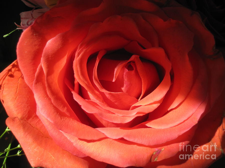 Blushing Orange Rose 3 #1 Photograph by Tara  Shalton