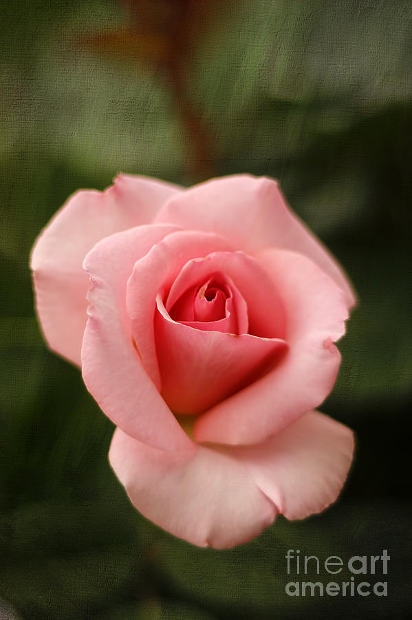 Blushing Rose Photograph by Darren Fisher