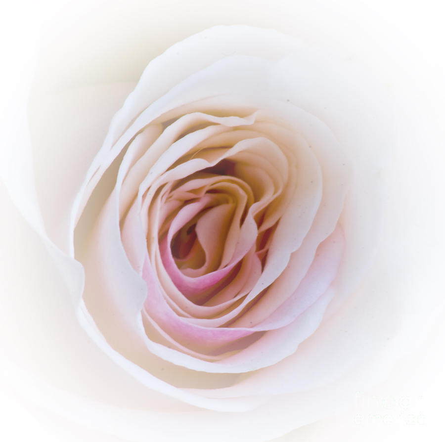 Blushing Rose Photograph by Fred Ziegler - Pixels