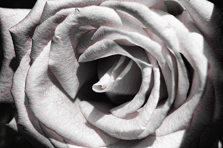 Blushing Rose Photograph by Kathy Churchman