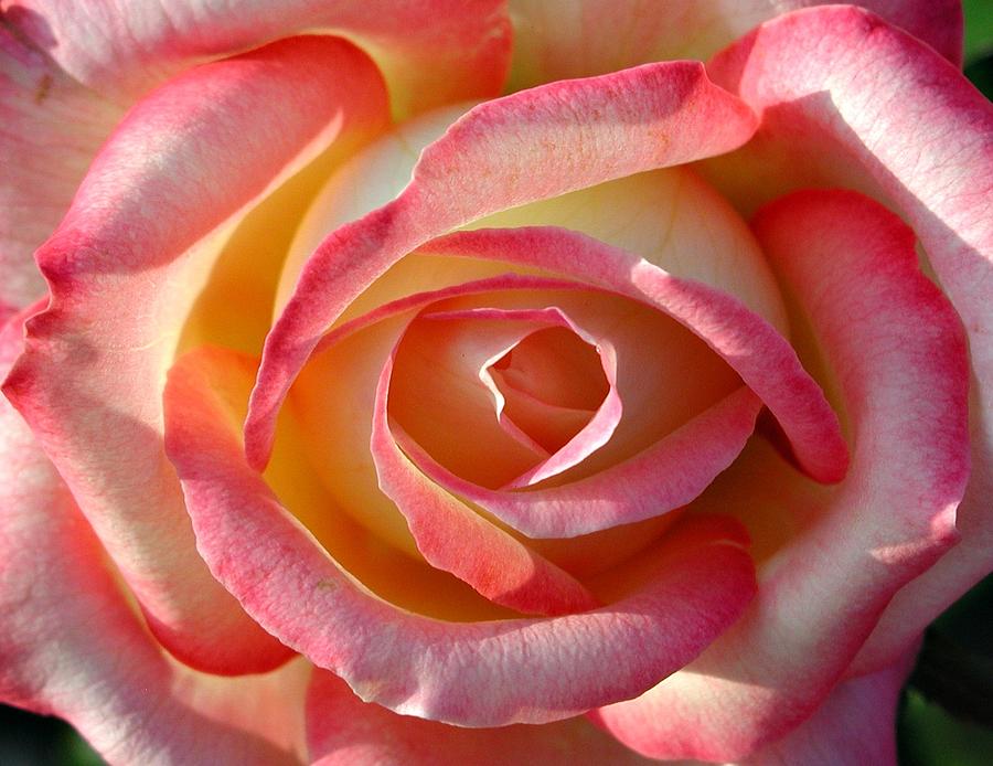 Blushing Beige Rose Blushing Rose Photograph By Maria Young